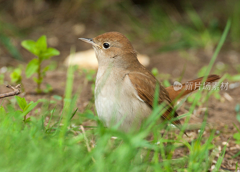 普通夜莺(Luscinia megarhynchos)